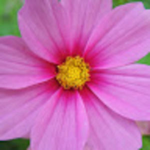 Meet your Posher, Sadie